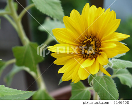 Mini Sunflower 5146408