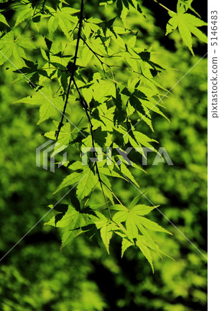 Fresh green of Momiji Fresh green of Momiji 5146483