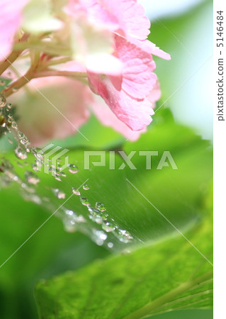 Hydrangea and water droplets Hydrangea and water droplets 5146484
