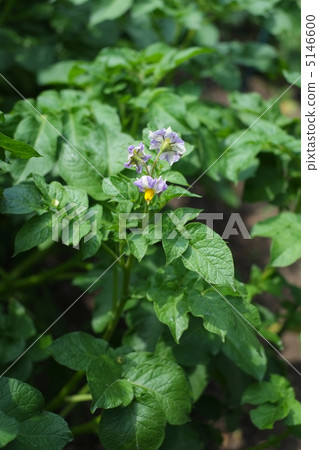 Potato flowers 5146600
