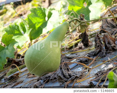 A fruitful gourd 5146605