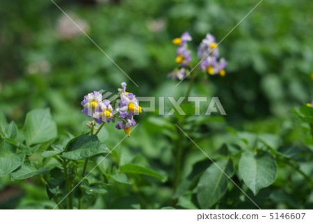 Potato flowers 5146607