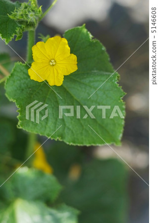 Cucumber flowers 5146608