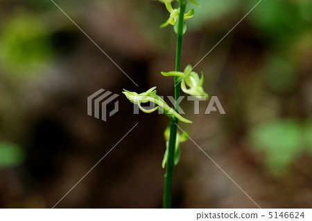 Flying dragonfly 5146624