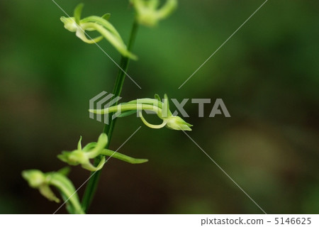 Flying dragonfly 5146625