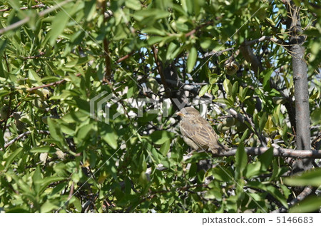 Turkey's sparrow 5146683