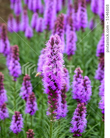 Reatrice(紫色):Spicata Reatrice(紫色):Spicata 5146808