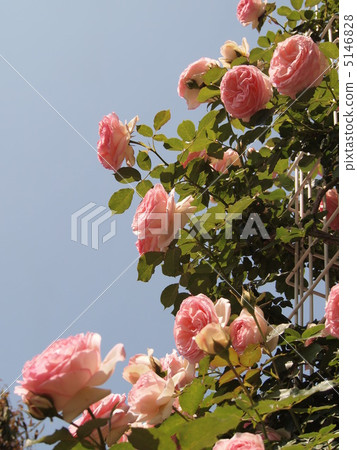 rose	 5146828