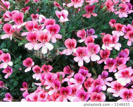 Centered geranium (pink) 5146835