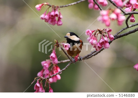 山形和櫻花 5146880