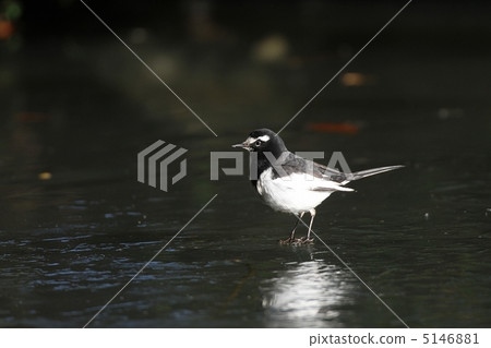 塞古羅在冰上行走 塞古羅在冰上行走 5146881