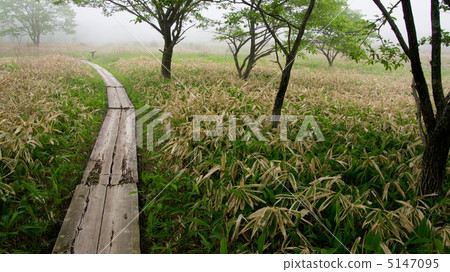 樹木之路_Haruna Yuusube no Michi 5147095