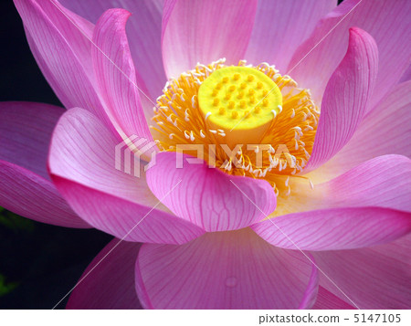 Lotus flower core 5147105