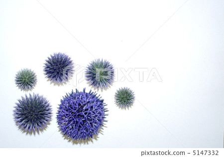 Ruritamaazami 5147332