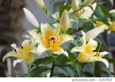 Georgette Georgette 5147487