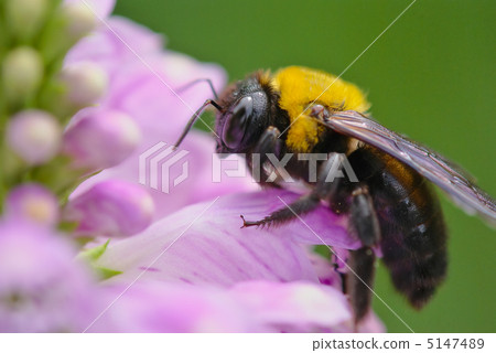 Carpenter bee 5147489