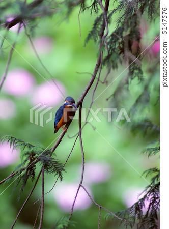 翠鳥 翠鳥 5147576