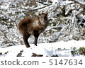 Japanese serow 5147634