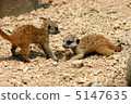 meerkat  5147635