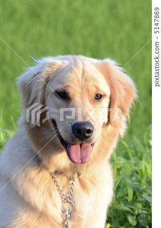 Golden retriever Golden retriever 5147869