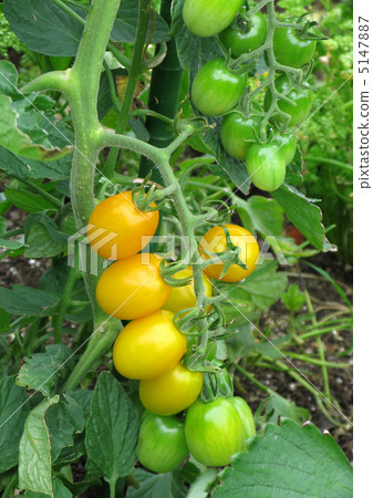 Mini Tomato (Pinky) Mini Tomato (Pinky) 5147887