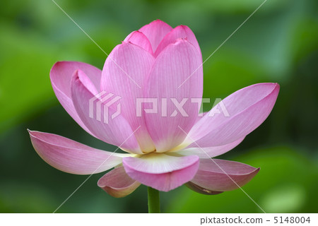 蓮花 5148004