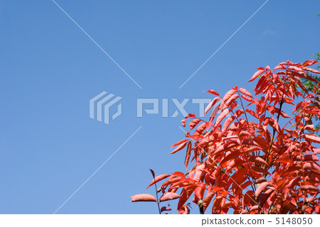 Autumn leaves and blue sky of Hazenoki Autumn leaves and blue sky of Hazenoki 5148050