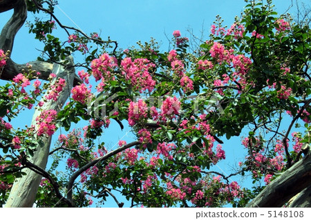 鮮花盛開 5148108