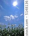 Corn field 5148136