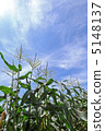 Corn field 5148137