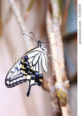 燕尾蝶 燕尾蝶 5148345