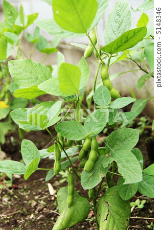 毛豆樹 毛豆樹 5148346