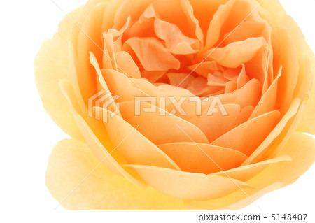 Rose Jude the Obscure 5148407