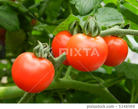 Ripe mini tomato 5148569