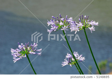 百子蓮 百子蓮 5148695