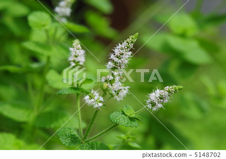 蘋果薄荷 5148702