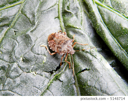 兔子的成蟲（氣味毛毛蟲） 5148714