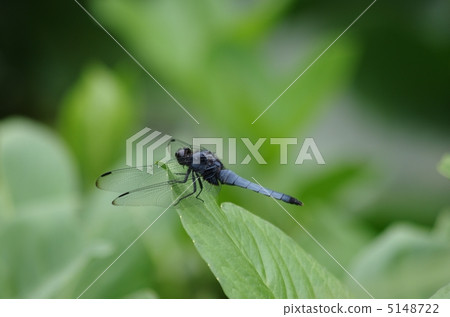 Shiokaratombo 5148722