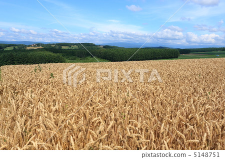 美瑛的麥田 5148751