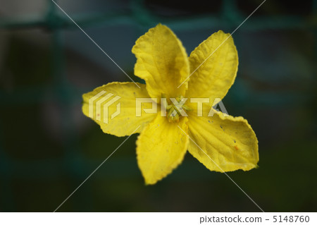 Bitter gourd Bitter gourd 5148760