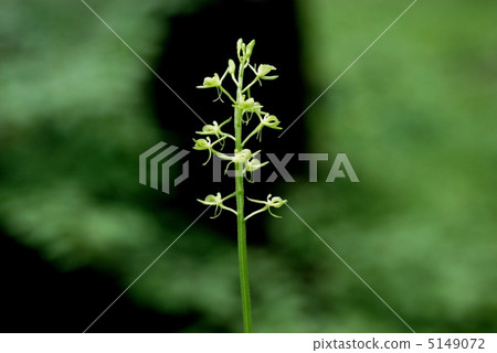 Spider mackerel 5149072