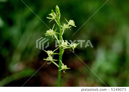 Spider mackerel 5149073