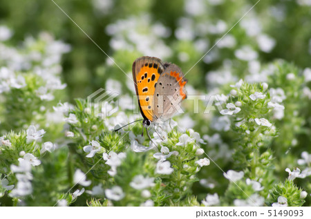 白花爬行時間和蝴蝶 5149093