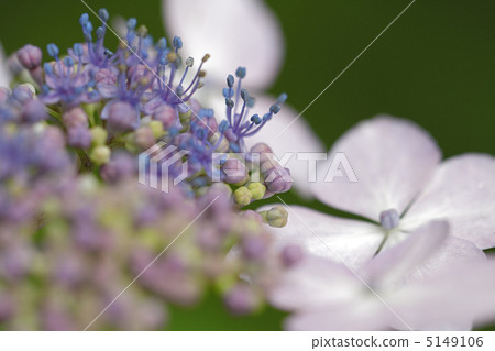  Gaku hydrangea 5149106