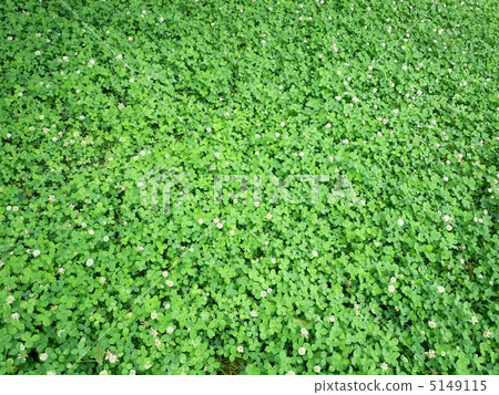 Clover  5149115