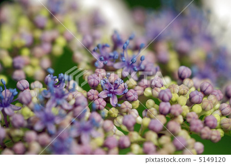 Gaku hydrangea Gaku hydrangea 5149120