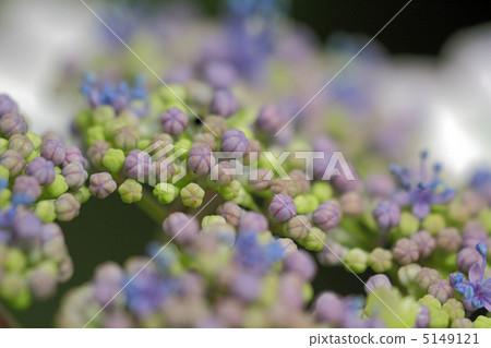 繡球花 繡球花 5149121