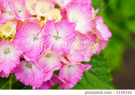 Hydrangea (pink) Hydrangea (pink) 5149192