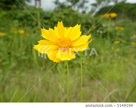 Kinji chrysanthemum（開花）花語 5149194