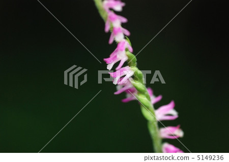 Spiranthes sinensis 5149236